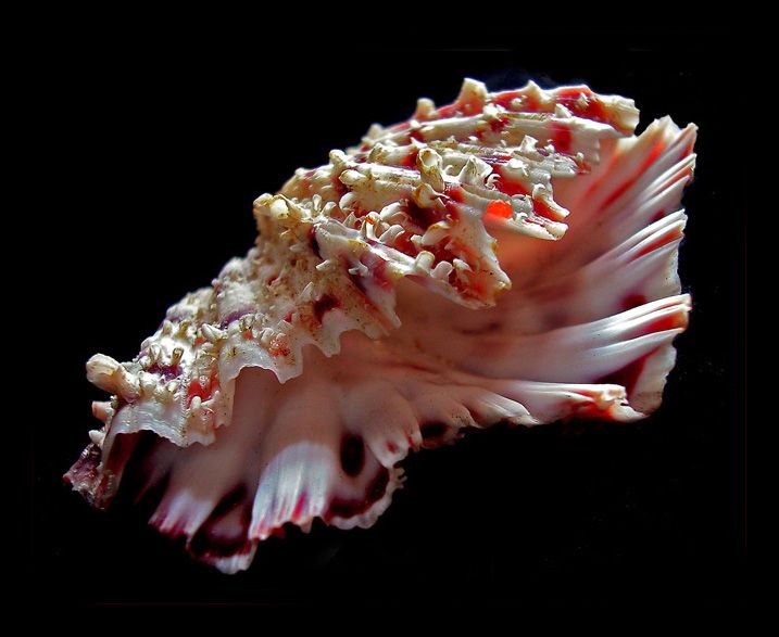 Красивые морские ракушки, фото.