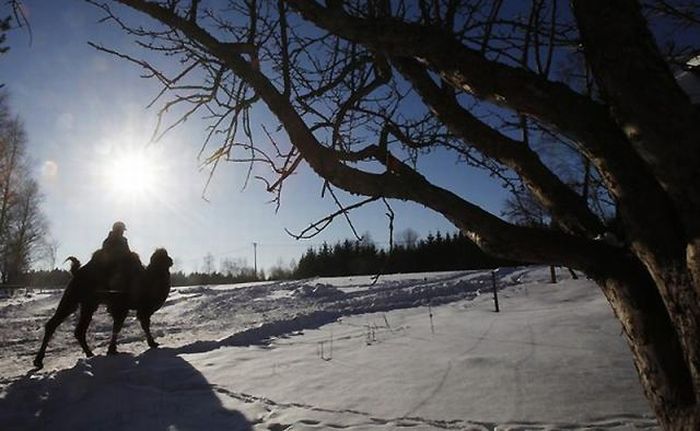 Верблюды в снежной Норвегии