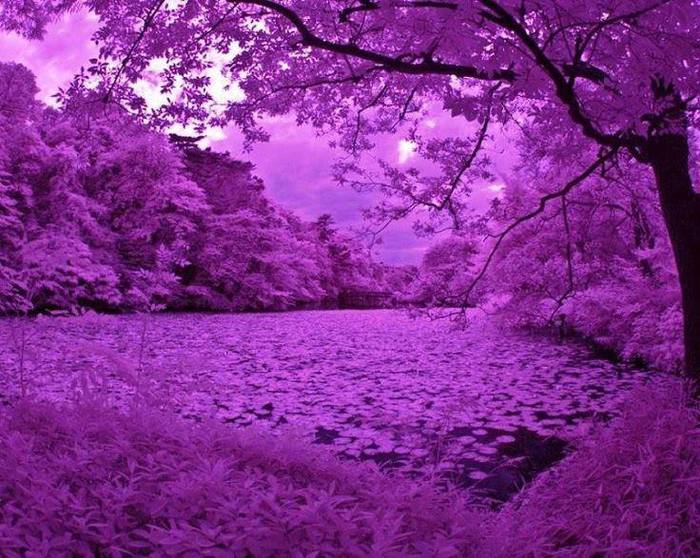 Фиолетовый цвет во всем, фото