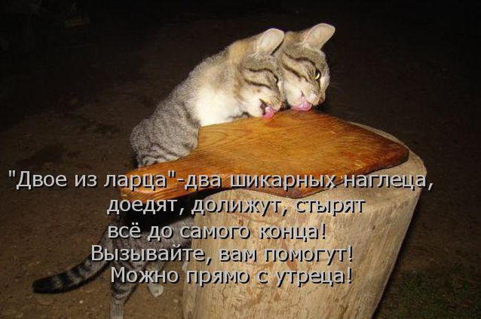 Кото приколы