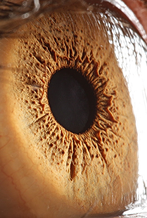 Макро снимок глаза