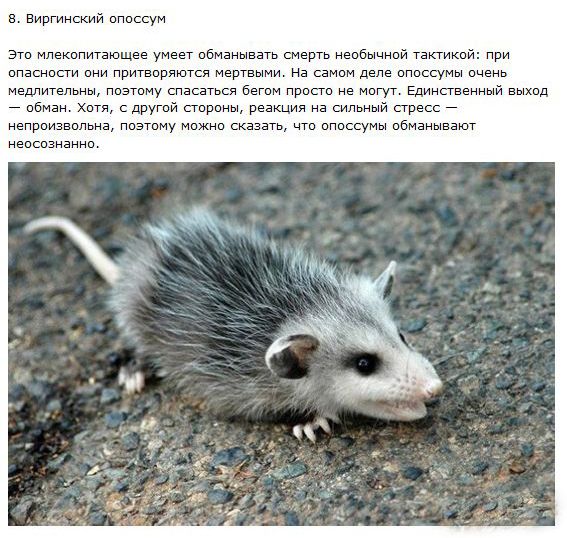 Самые хитрые животные