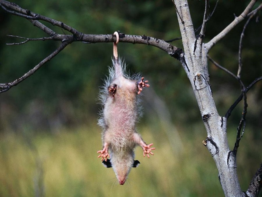 Смешные животные на фотках
