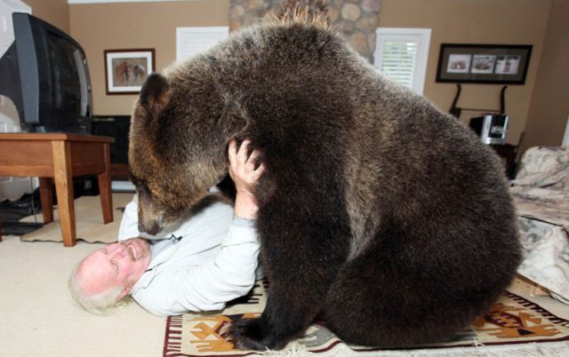 У мужика дома живет настоящий медведь гризли