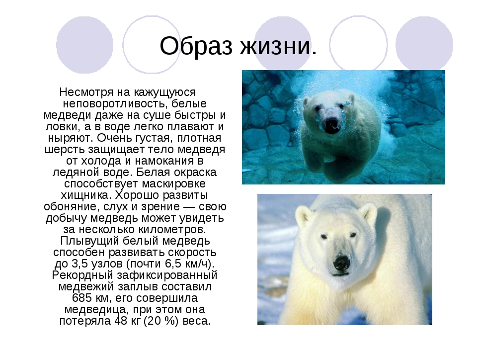 Интересное про белых медведей