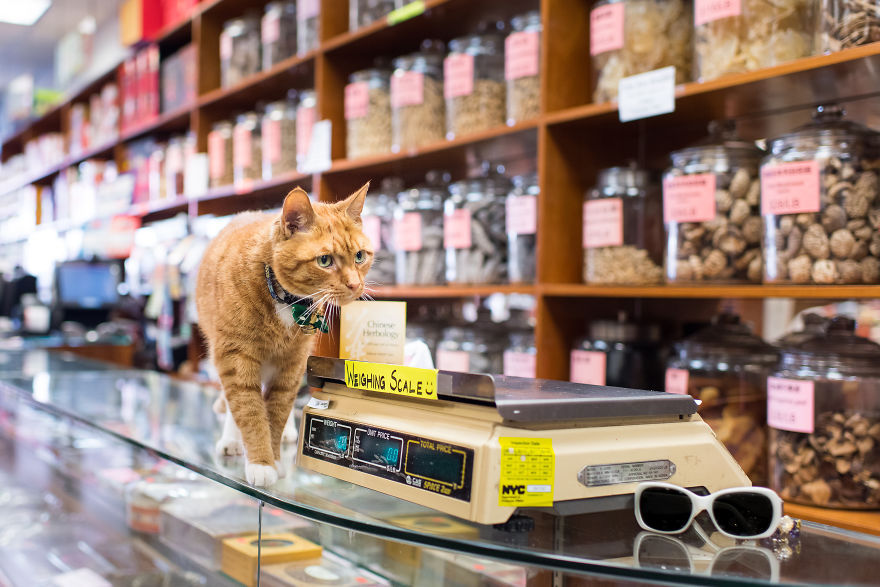 Котики в магазинах