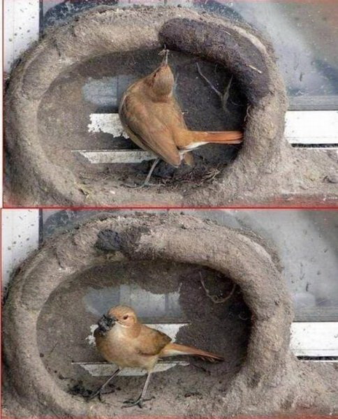 Птички строят гнездо фото