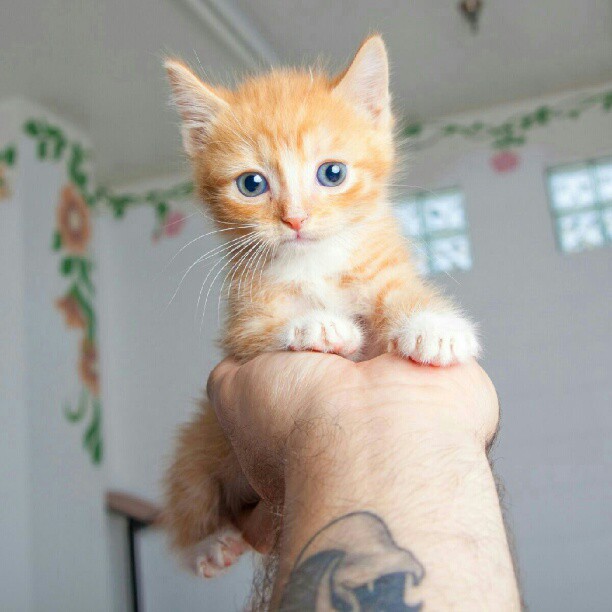 Прикольные животные которых мы любим