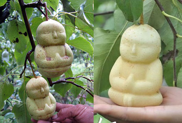 Фермер вырастил груши в форме Будды.