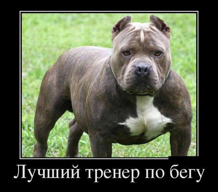 Демотиваторы приколись с новых.