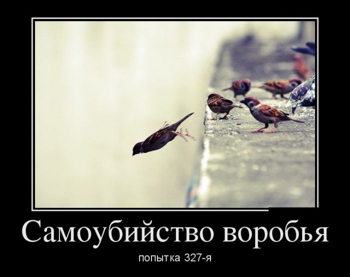 Новый демотиватор, в количестве 23 шт.