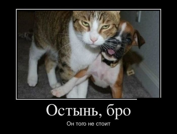 Демотиваторы не лихорадит.