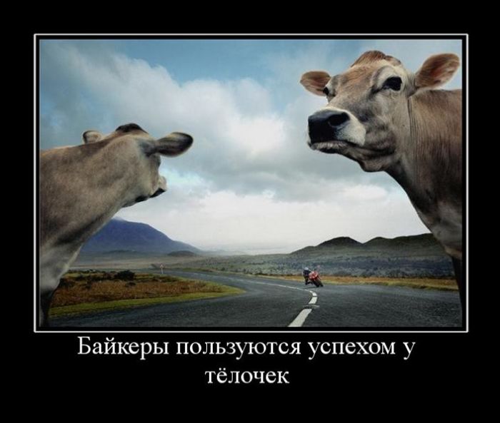 Новые приколы в демотиваторах, фразы и картинки.