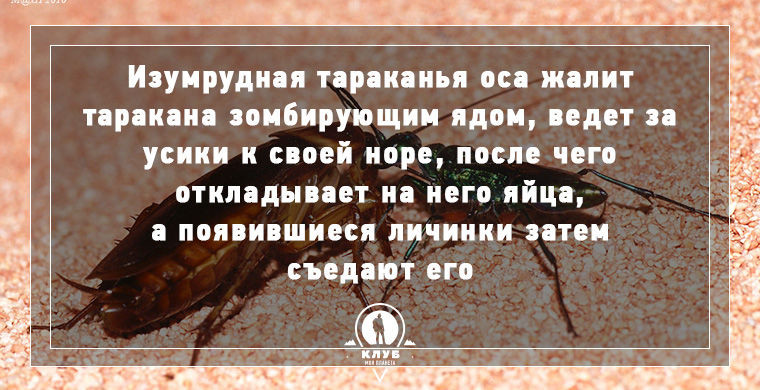 Интересное о зомби в нашем мире.