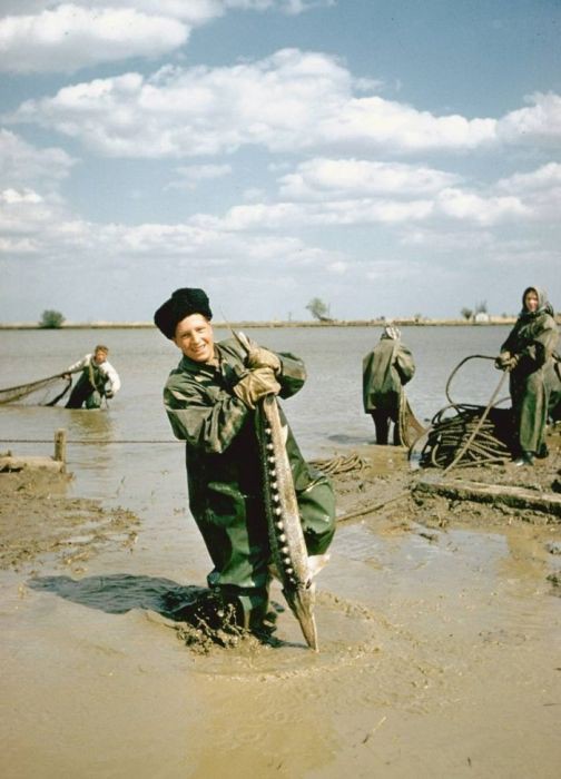 Как раньше черную икру добывали.
