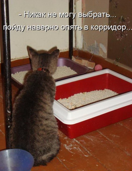Кото приколы
