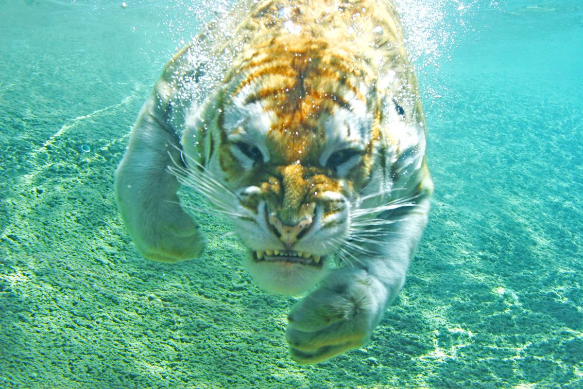 Животные в воде и под водой