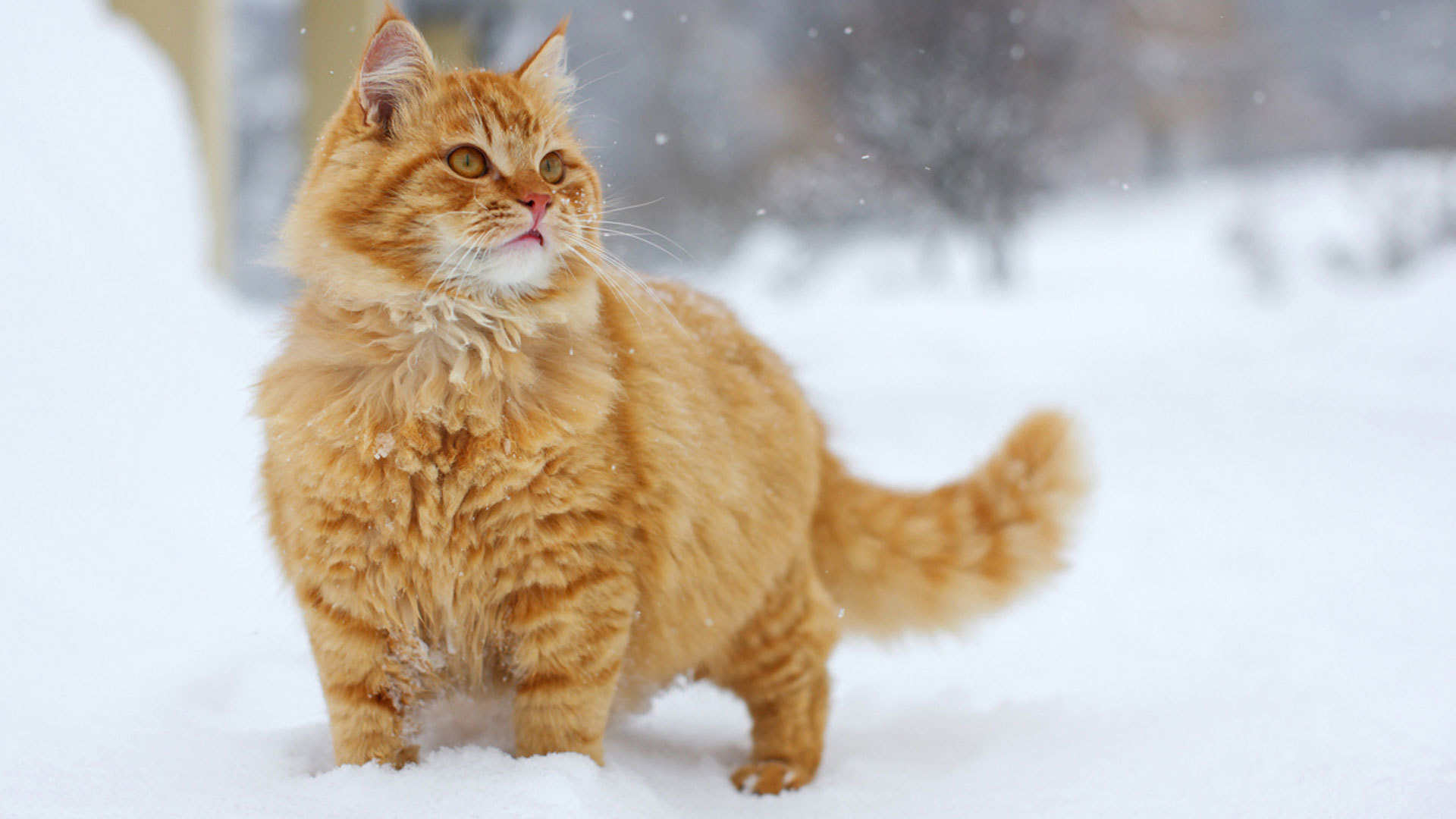 Зимние коты