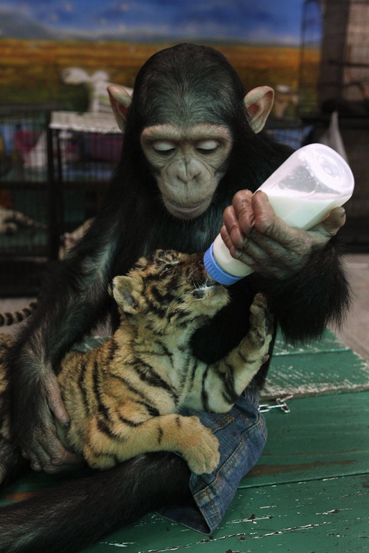 Обезьяна кормит молоком тигренка