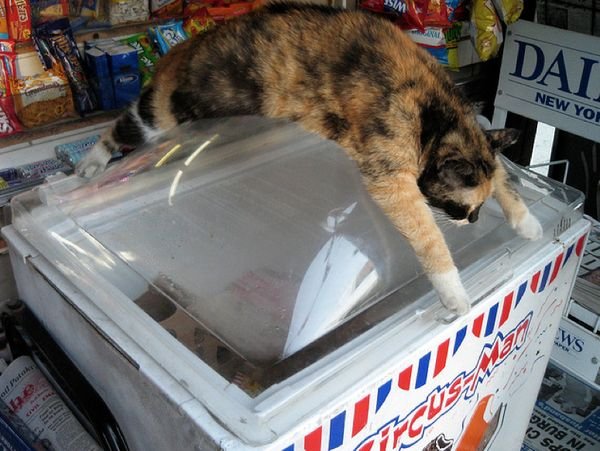 Котики в магазинах