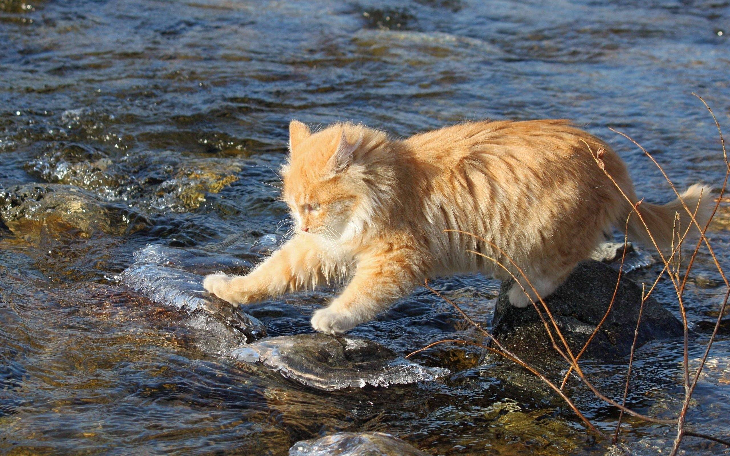 Кошки в воде, смешные фото