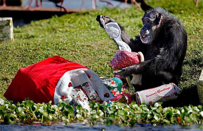Новогодние подарки для шимпанзе