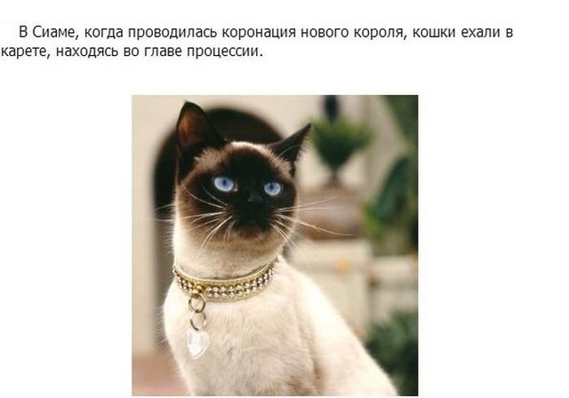 Интересное про котэ в картинках
