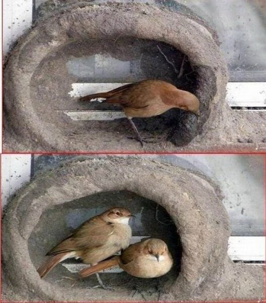 Птички строят гнездо фото