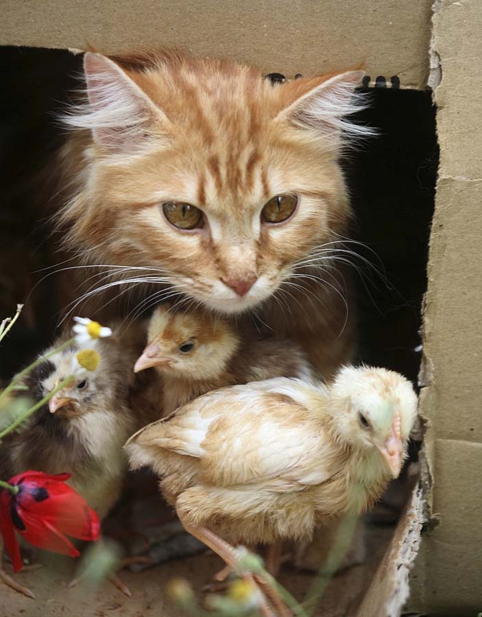 Смешные фотографии разных животных