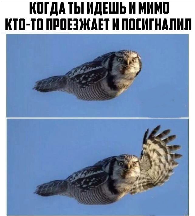 Подборка с фото приколами