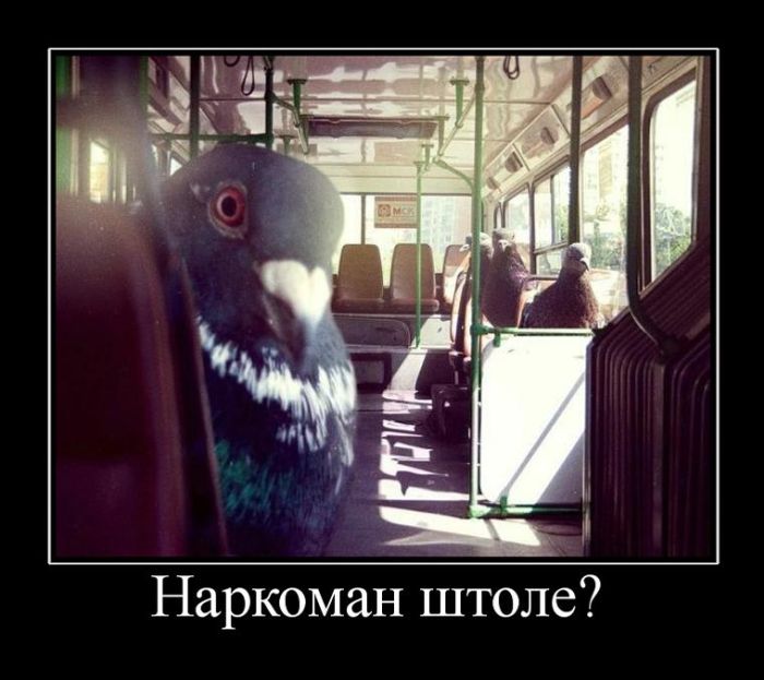 Прикольные демотиваторы, новые картинки с фразами.