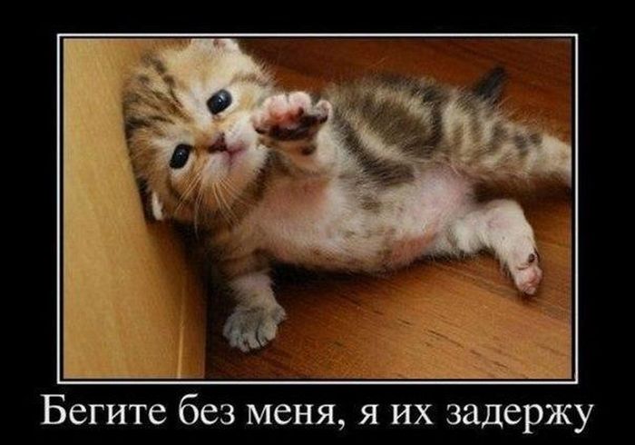 Хотели новых и прикольных демотиваторов? Вуаля )