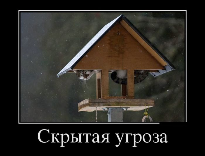 Картинки прикольные и фразы в подборке демотиваторов.