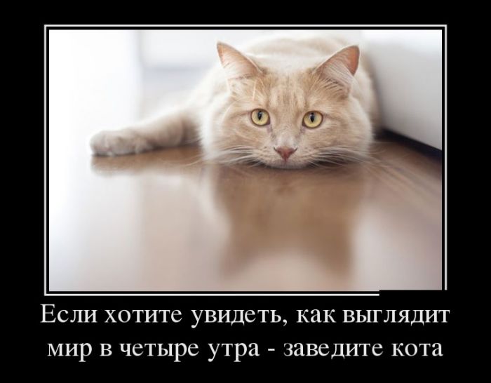 Новые демотиваторы, приколы без очереди.
