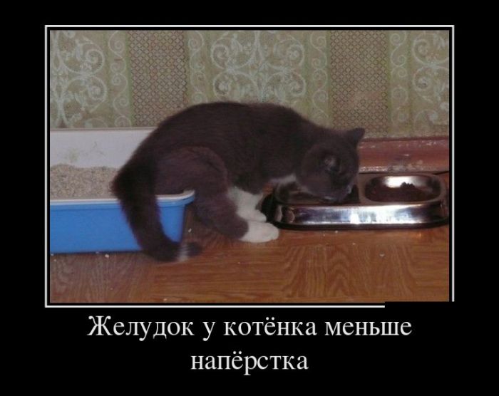 Демотиваторы, сам смотри.