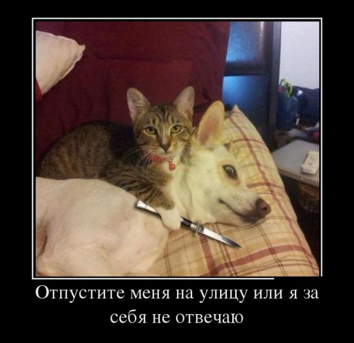 Прикольные демотиваторы, для ценителей позитива.