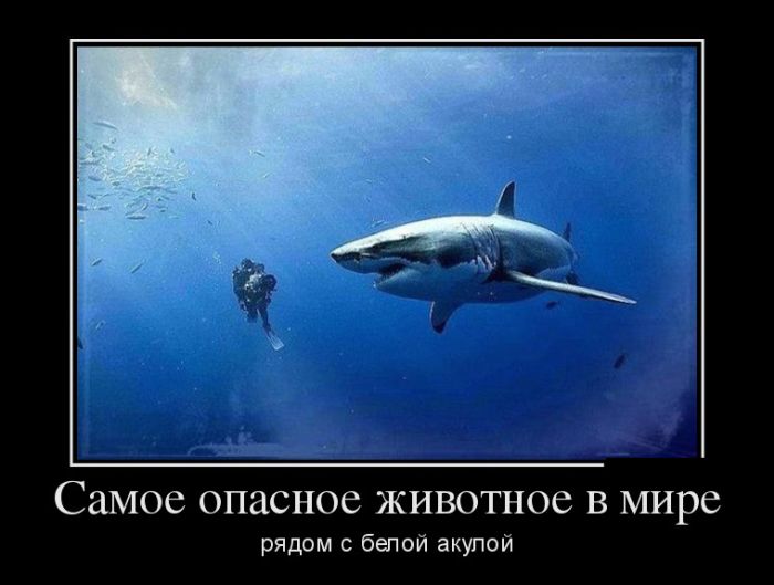 Демотиваторы лучшие по итогам.