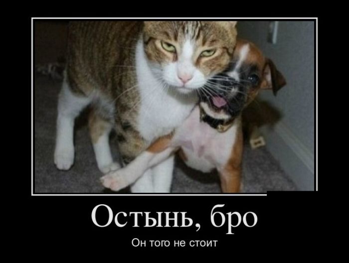 Демотиваторы и жизнь покажется прикольней.