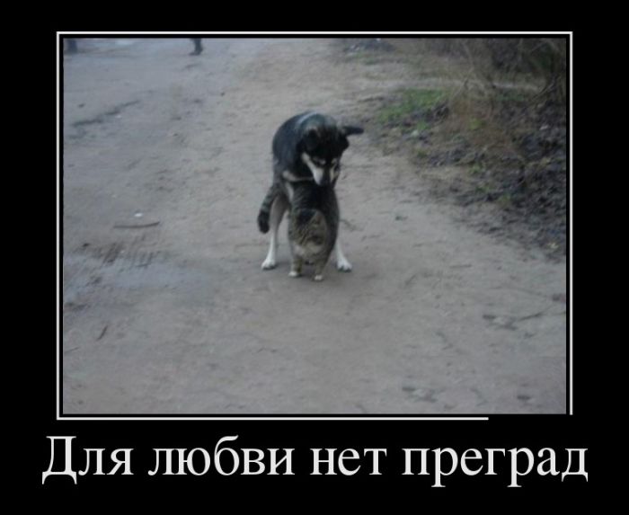 Демотиваторы приколы - залог отличного настроения!