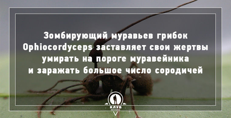 Интересное о зомби в нашем мире.