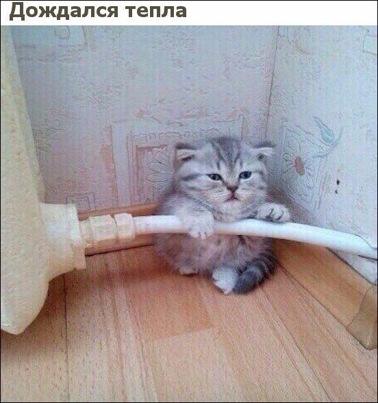 Прикольные картинки (30 штук)