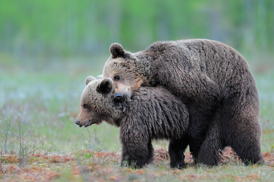 Отличные фото. Werner Bollmann.