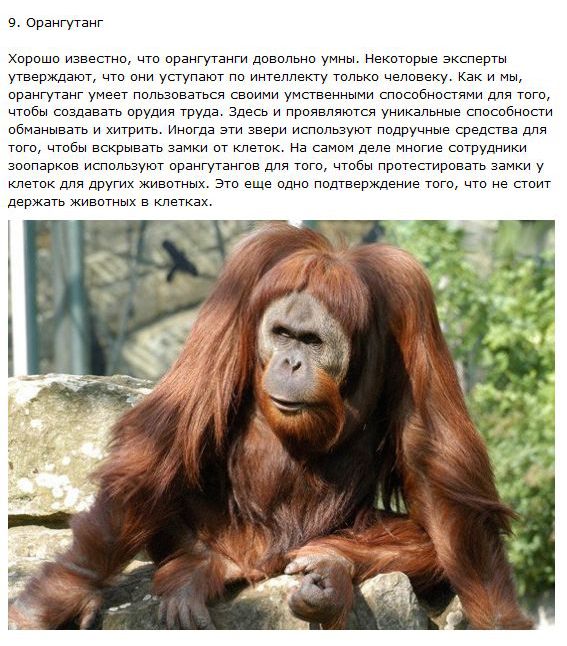 Самые хитрые животные