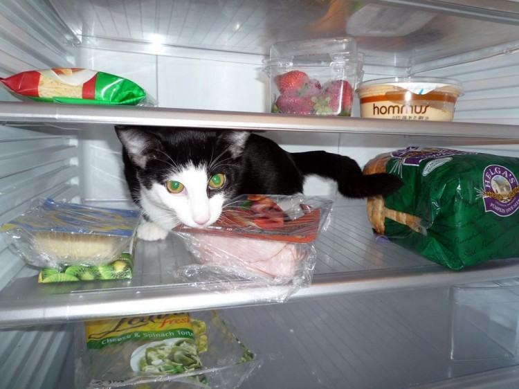 Коты и кошки в холодильниках