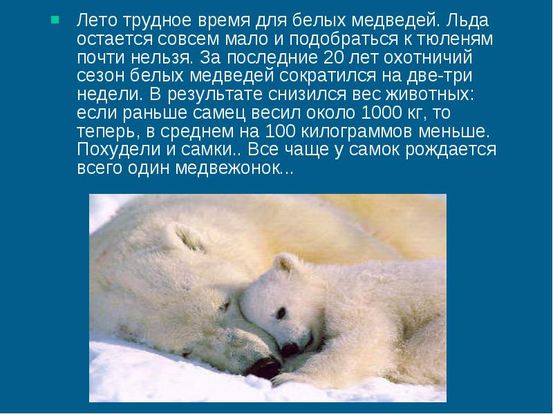 Интересное про белых медведей