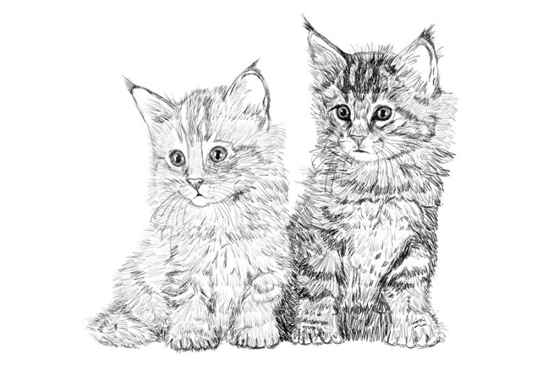 Картинки для срисовки "котики"