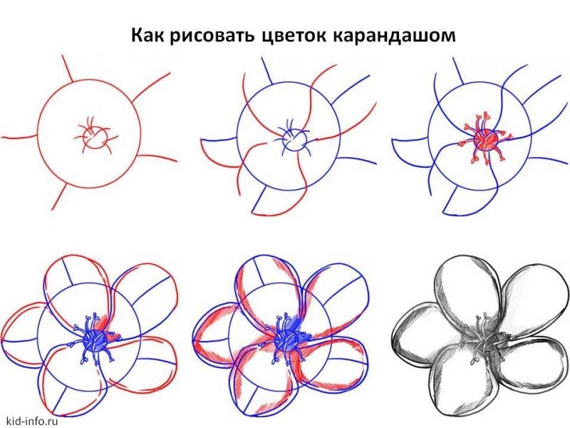 Картинки для срисовки "цветы"
