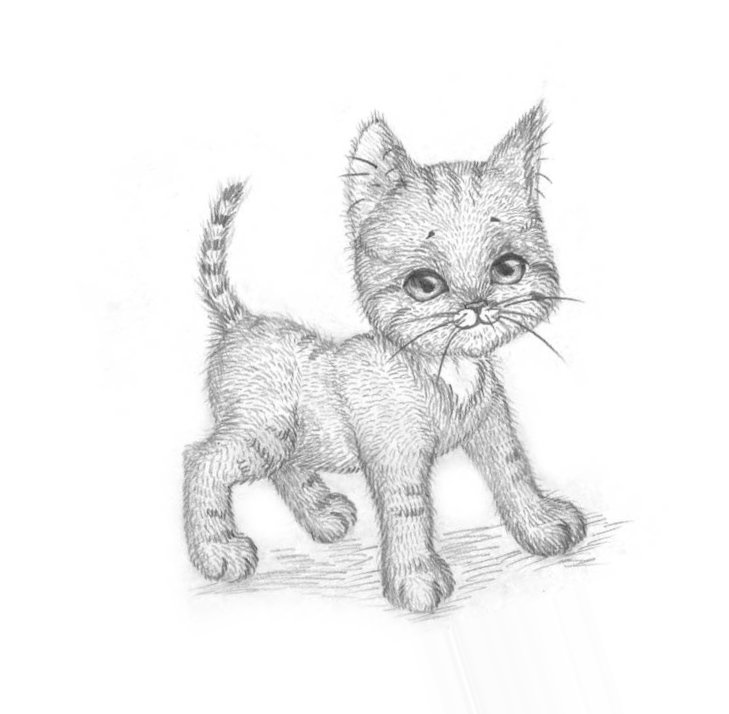 Картинки для срисовки "котики"