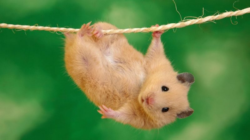Картинки с животными милыми