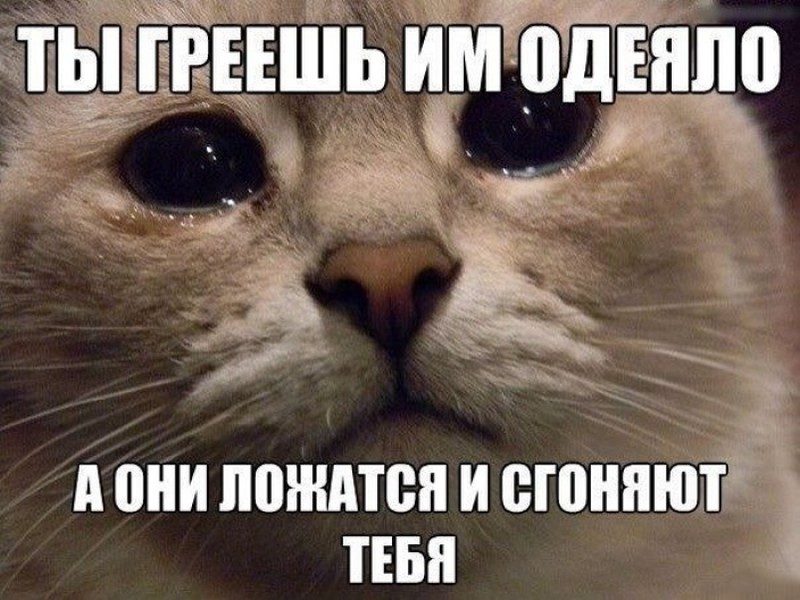 Картинки с животными прикольные с надписями